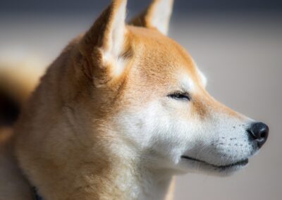 shiba inu, dog, nature, cute, mammals, 犬科, pet, animal, pets, outdoors, puppy