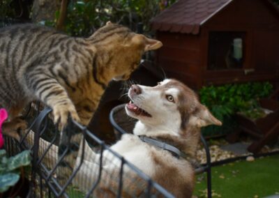 a cat and a dog in a cage