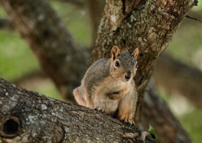 squirrel, nature, animal, rodent, wildlife, mammal