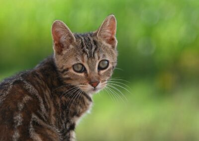 cat, animal, nature, pet, feline, portrait
